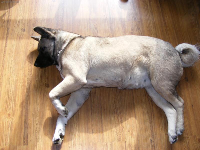 Foto: �EBINA-AMERICKA AKITA