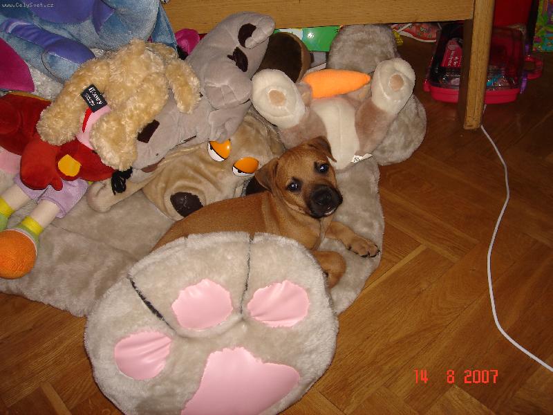 Foto: jsem taky ply��k...a jmenuju se Pr�ek