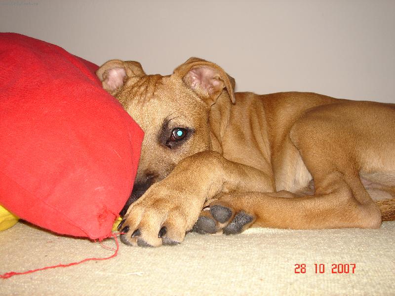 Foto: Pr�ek-nechte m� bejt...