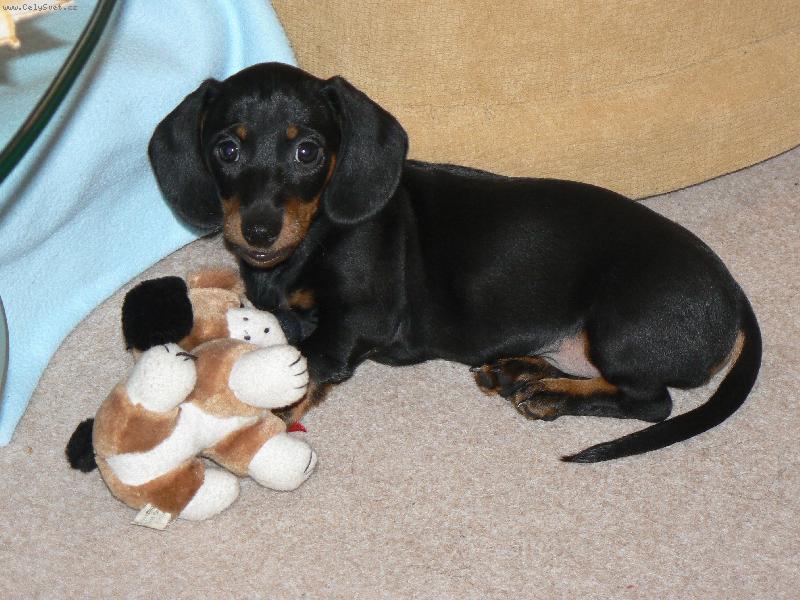 Foto: Jezev��k kr�tkosrst�-Toto je N� Bro�ek