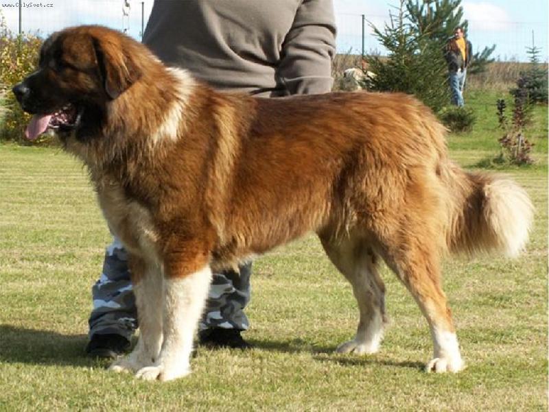 Foto: Al Capone-Al Capone from Bear Valley ve v�ku 13ti m�s�c�