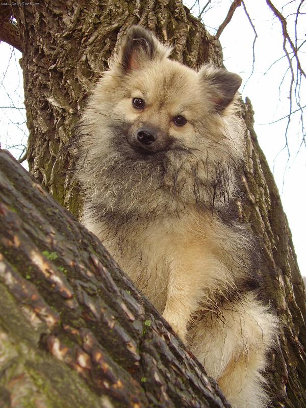 Foto: N�meck� �pic mal� vlko�ed�-Na strom�