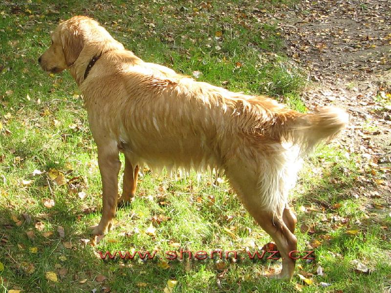 Foto: na�e Sherinka-voda... to je moje :o)