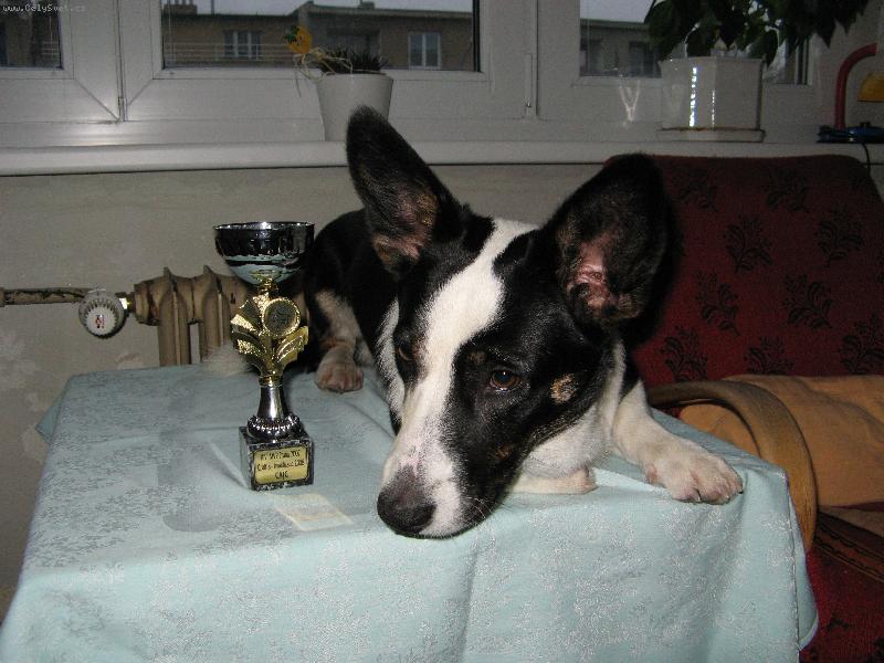 Foto: Addanc Lucky Veles Vel�korgi cardigan-Je to to nej��asn�j�� plemeno na sv�t�!