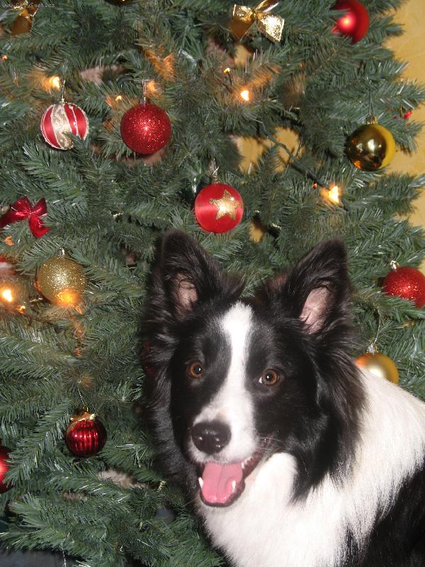 Foto: Vesel� V�noce-.... a ��astn� nov� rok!