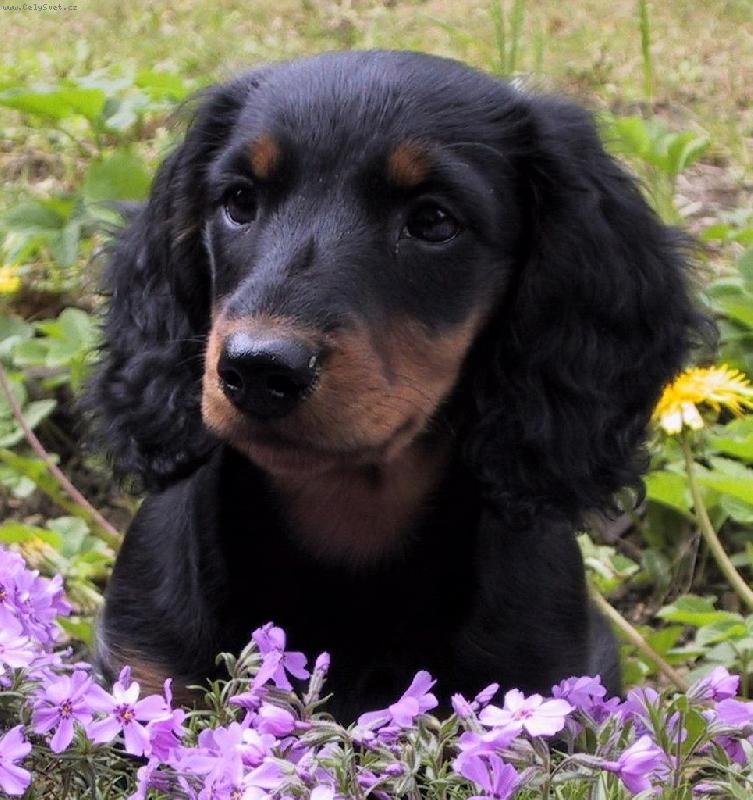 Foto: D�ja ze �t�kotu-www.dajazestekotu.estranky.cz