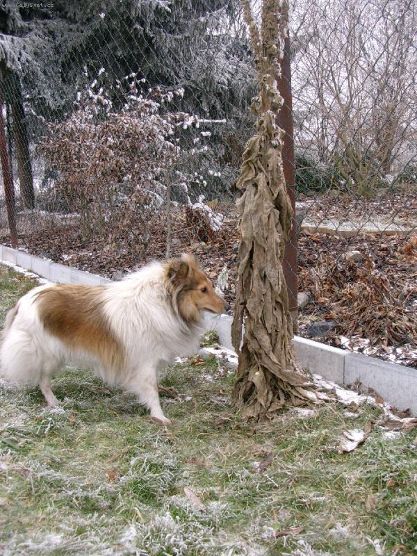 Foto: Na proch�zce-Na proch�zce: toto doma nem�me !