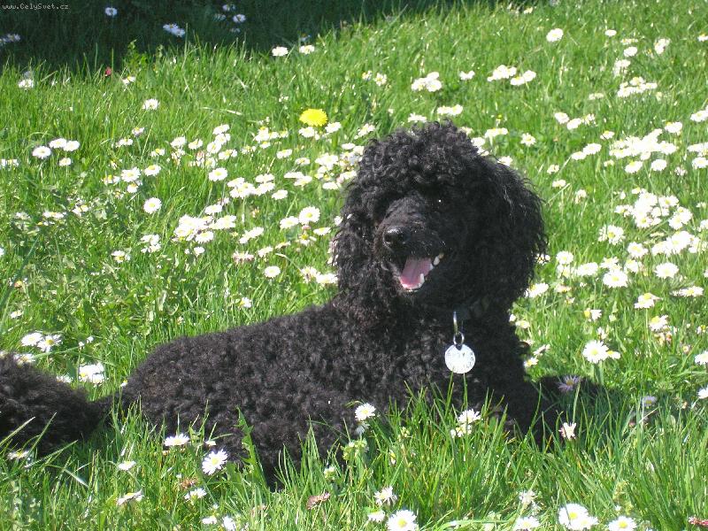 Foto: Pudl st�edn� �ern�-Tak toto je n� pejsek Onyx Diamond z Altheyrosei:)