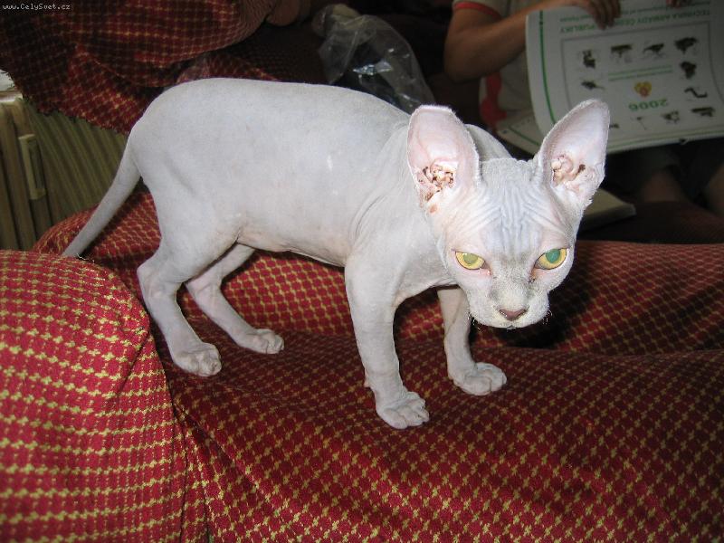 Foto: Titus Pulo-Nejvet�� mil��ek rodiny