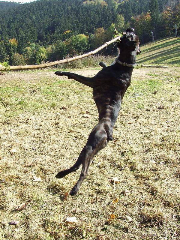 Foto: Anne-Anne - boxerka, ��han�, ro�n�