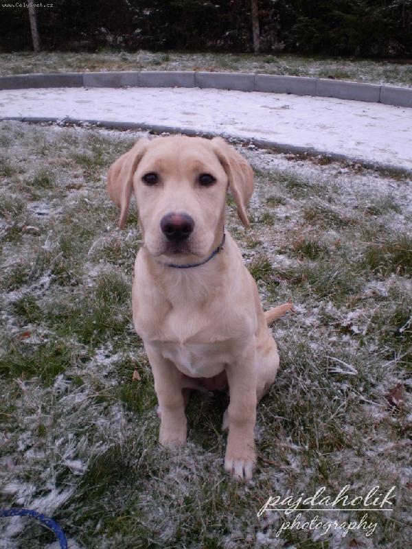 Foto: N� pejsek-Tak to je m�j pes - mno ona je to vlastn� fena