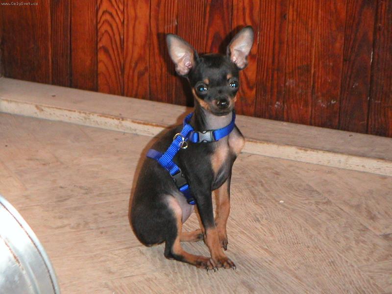 Foto: �u�la-fenka p.k.