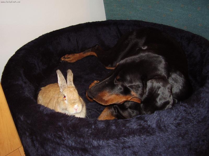 Foto: N�v�t�va v pel�ku-Max se sv�m kr�li�kem