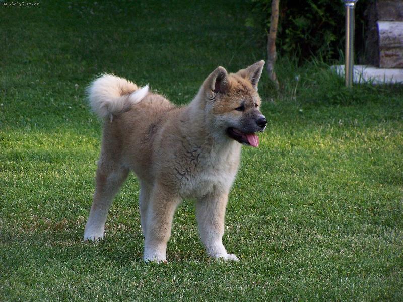 Foto: Awashiro Go Daiku ken - 1 m�s�c