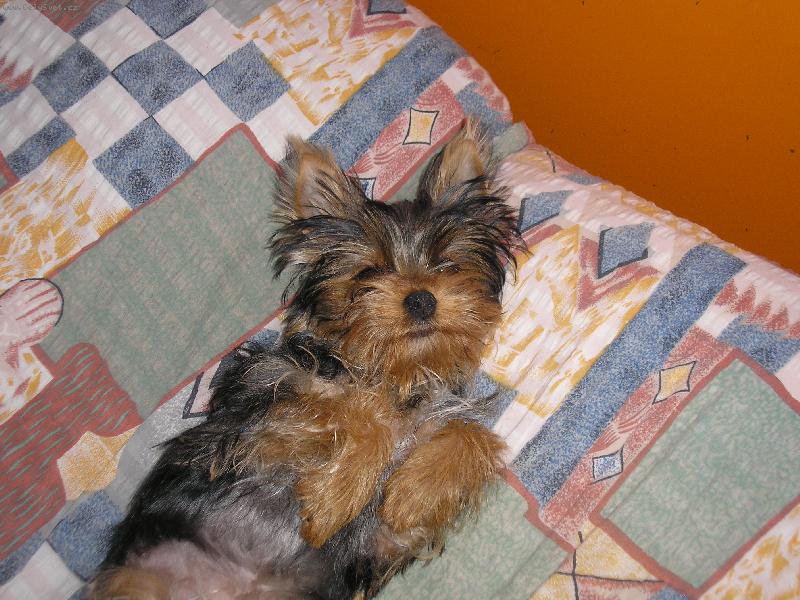 Foto: Nikolka-tak haju�k�m