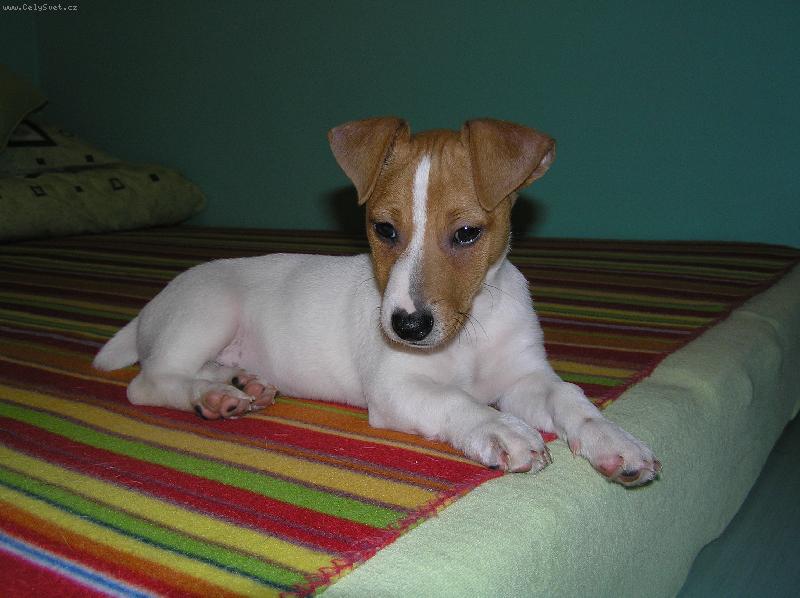 Foto: Kry�tof-Kry�tof 11 t�dn�