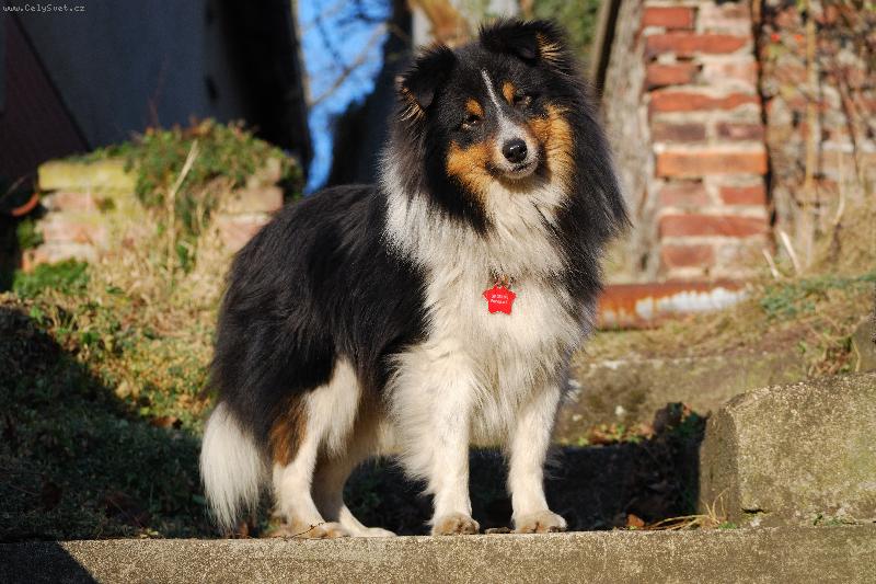 Foto: Genius vom Pommernring - Freddie-N� trikolorn� mazl�k. V�ce se o n�m dozv�te na www.henria.eu