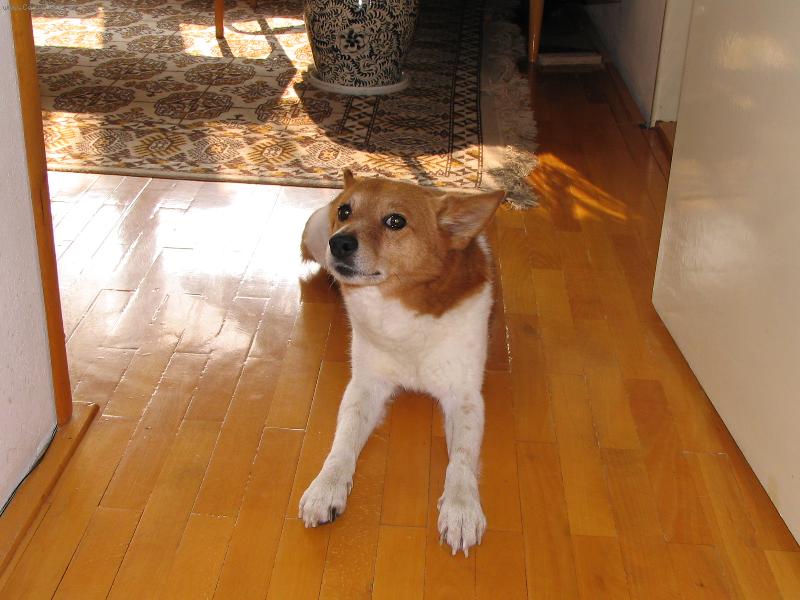 Foto: Puntik um� i jin� v�ci ne� jen hajat :-)-Puntik um� i jin� v�ci ne� jen hajat :-)