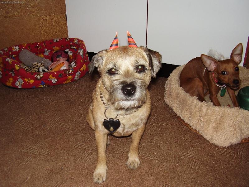 Foto: Kettynka alias �ertica...-Kettynka jako �ertica sp� vypad� jak koza..:D