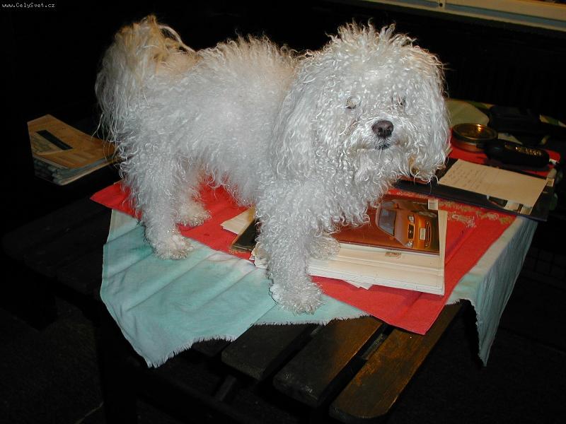 Foto: M�j prvn� bolo���ek-M�j prvn� bolo���ek