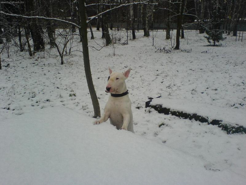 Foto: rony-bullterier