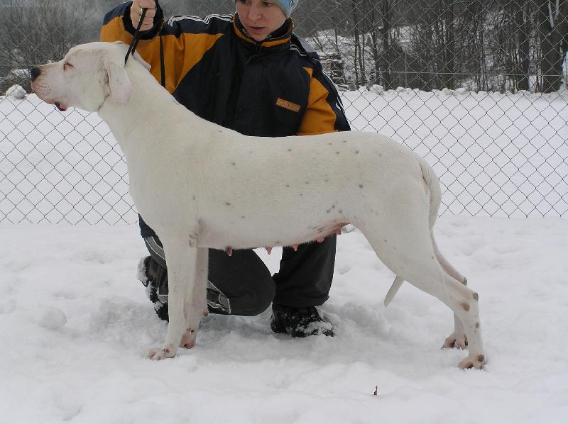 Foto: Jacinta Audacity-(1m�s p�ed porodem)