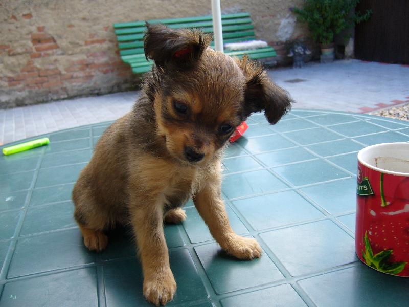 Foto: Nyn� ji� n�zev plemene Rusk� toy-na�e nov� �t���tko