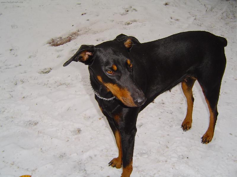 Foto: Kessy na zahrad�-U� se t��m dom� do tepla