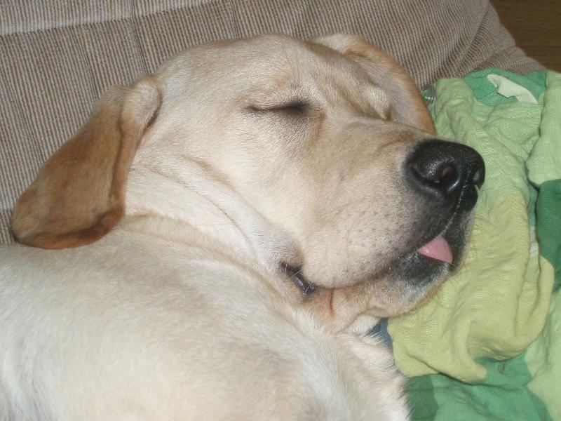 Foto: Enninka-Na�e zlat��ko