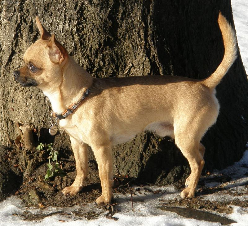 Foto: Fenri (Reino-Chi ze S�dlberku)-�ivav�k na sn�hu