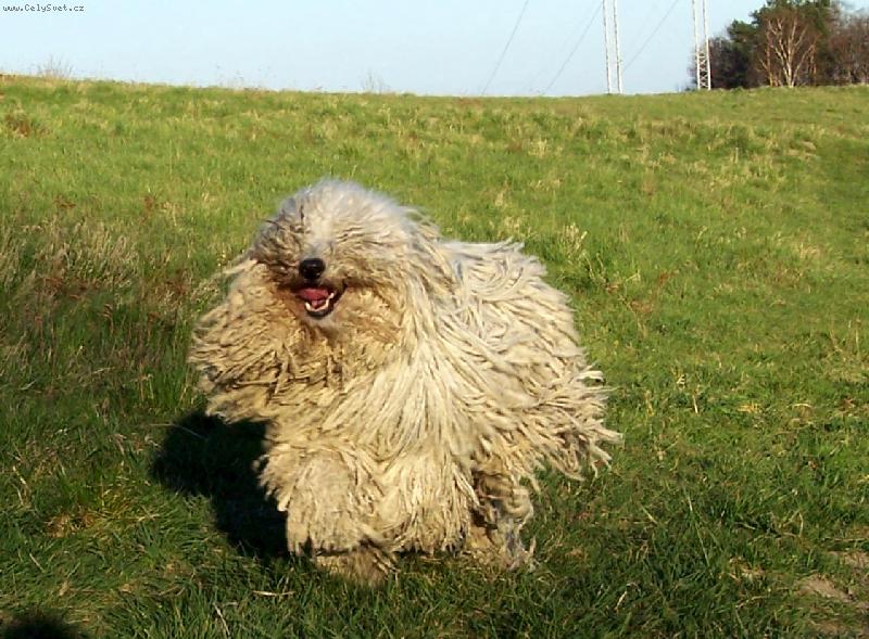 Foto: KOMONDOR-J�szk�s�ri K�cos Vatta - �ty�let� fena, ch.st. Feh�r K�cos