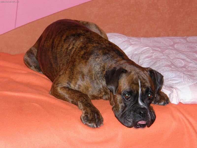 Foto: Blondy po ob�d�