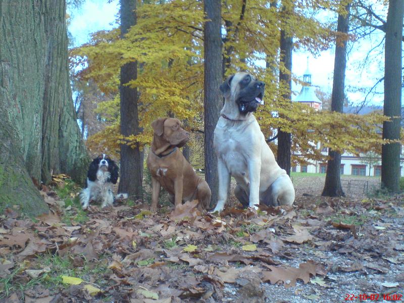 Foto: V Jilemnick�m parku-Jeninka a jej� k�mo�ky