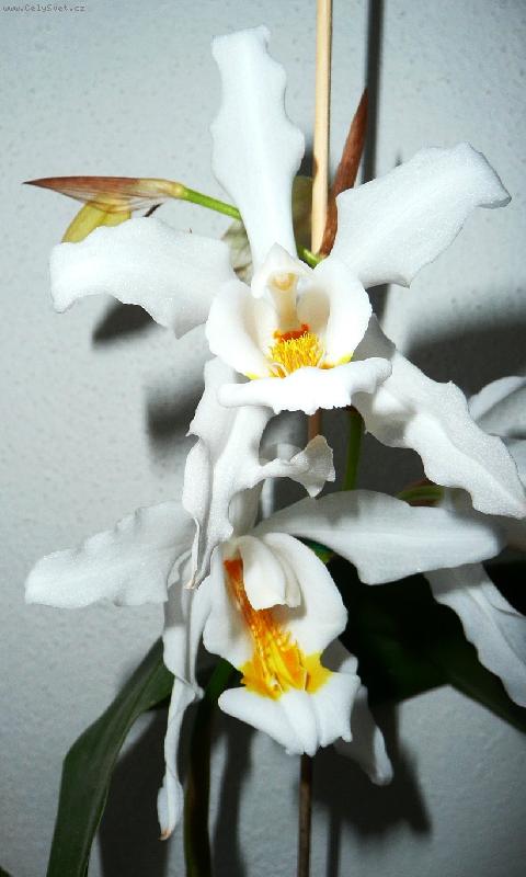 Foto: Coelogine cristata-Letos kvete poprv�