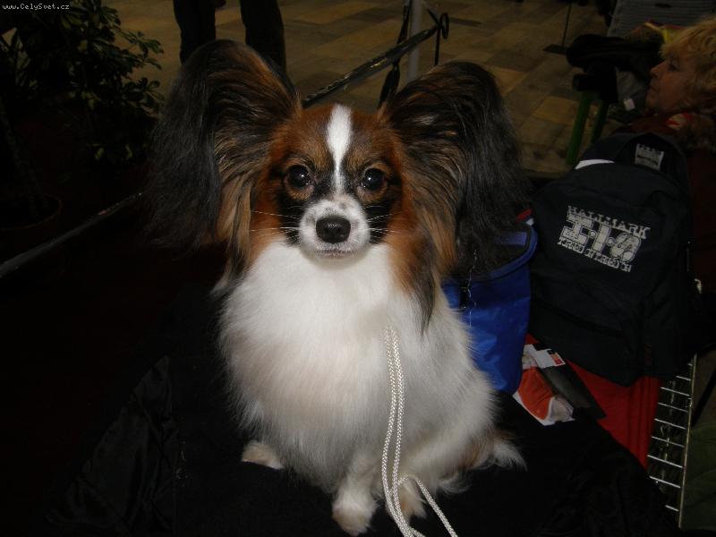 Foto: Andreas Golyski Raj-11 m�s�c�-na v�stav� v Olomouci leden 2008