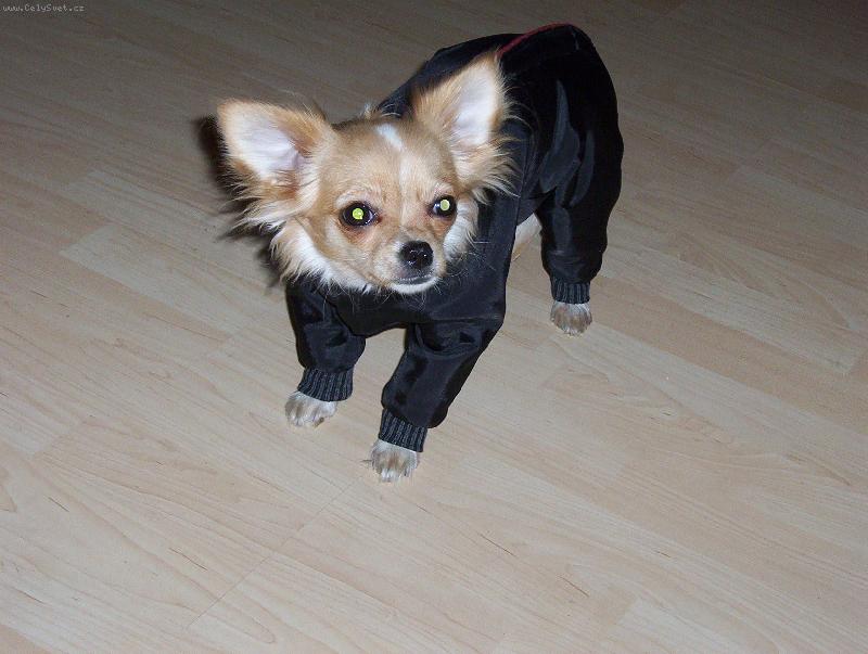 Foto: Na�e �ivavka Phoebe