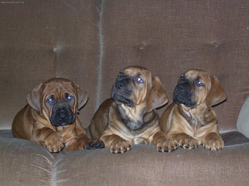 Foto: �t�n�tka- of Malizi Doghouse