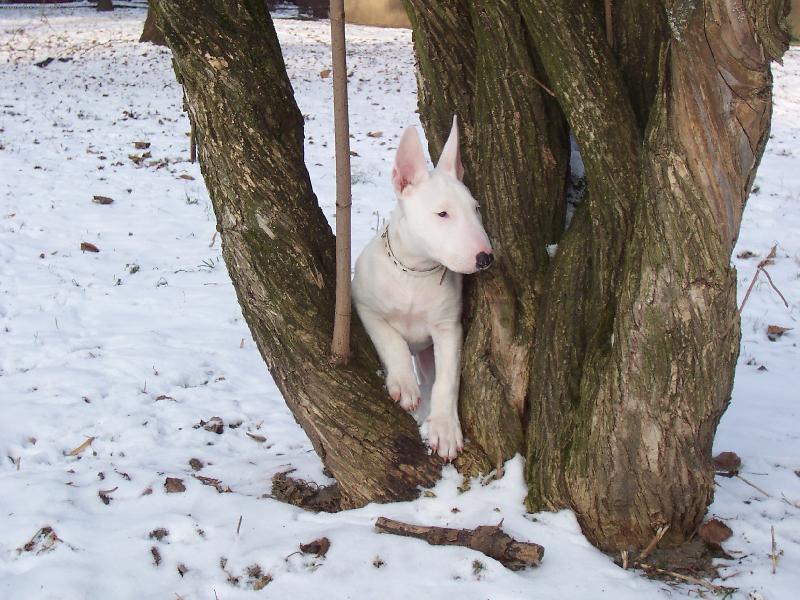 Foto: zimn� radov�nky