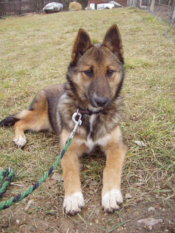 Foto: Ketty-K��enec belgick�ho ov��ka malinois a border kolie:)