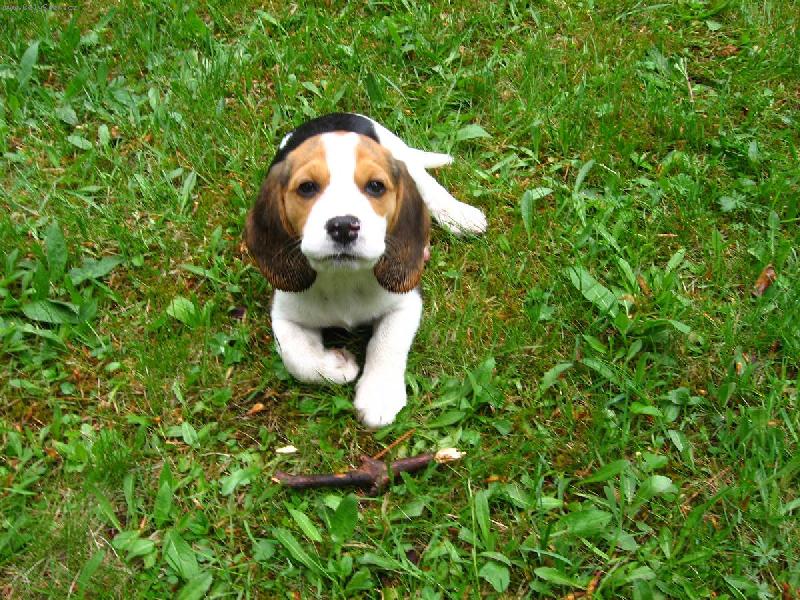 Foto: Bude ze m� lovec......pro za��tek jsem �apnul klac�k :)