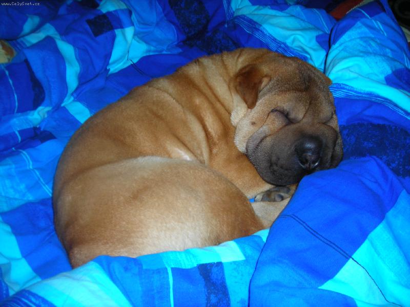 Foto: MAOMI-moje vr�s�it� prdelka