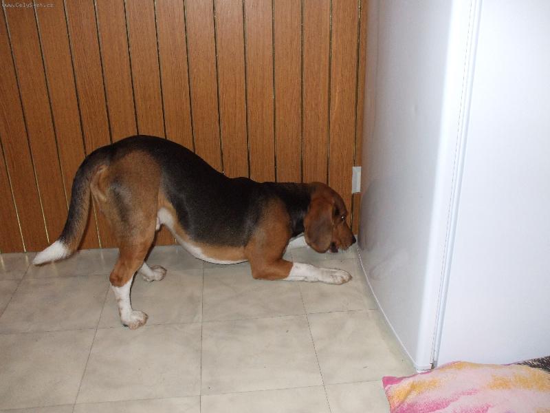 Foto: lednice-tak u� tu lednici otev�ete m�m tam p�re�ky