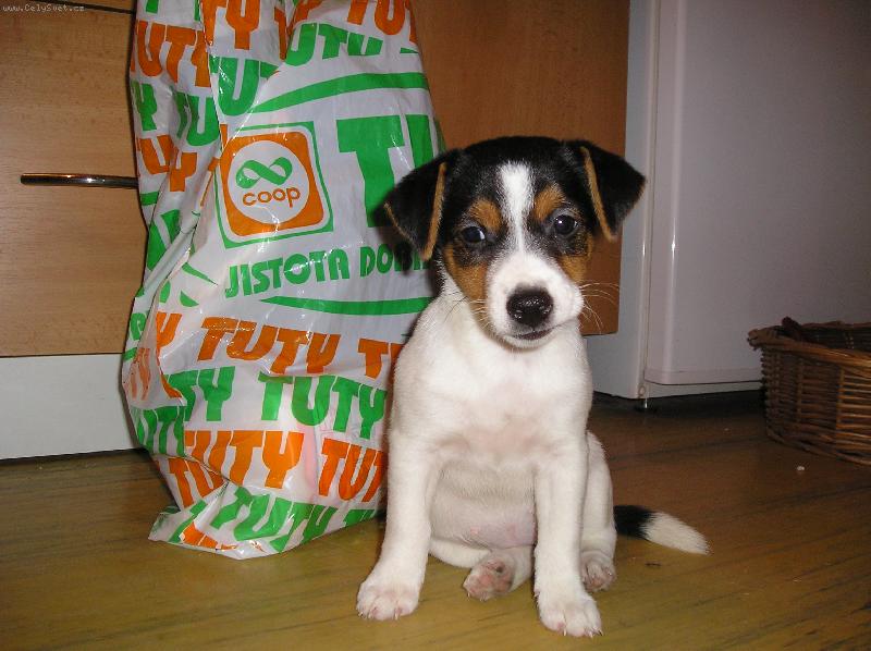 Foto: Zase mi nic nekoupili-�t�n� sed�c� u n�kupn� ta�ky