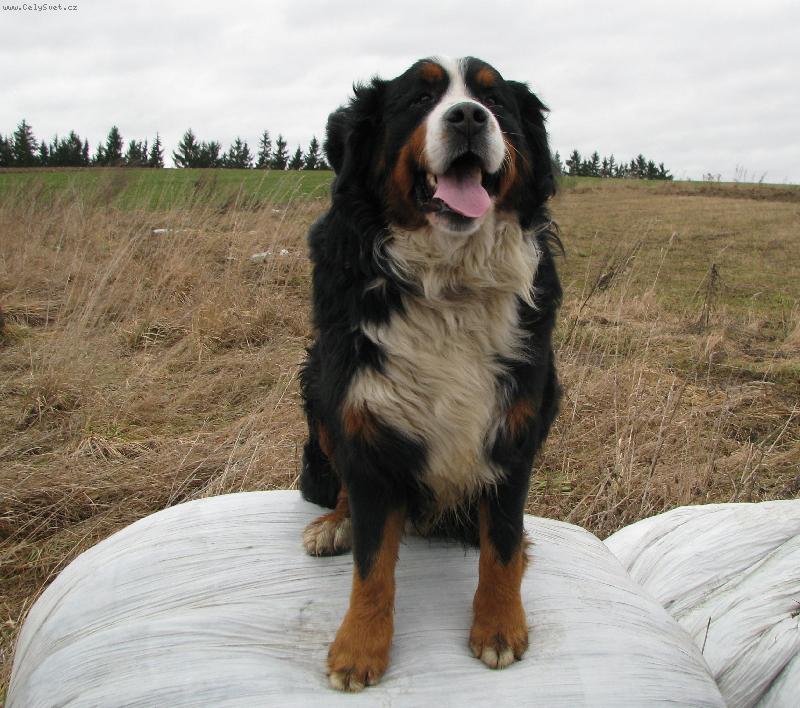 Foto: Jim z Ak�tov� aleje-na bal�ku