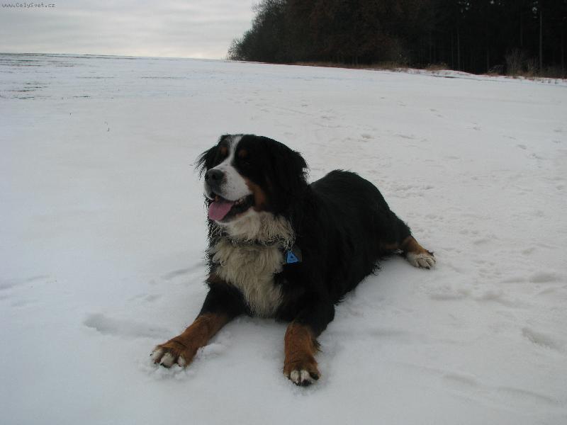 Foto: Jim z Ak�tov� aleje-ve sn�hu