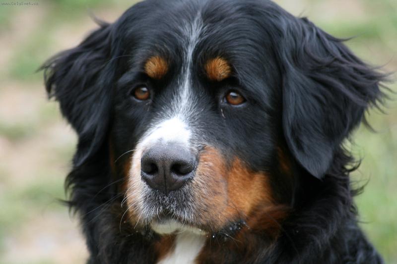 Foto: portr�t-do cestovn�ho psau