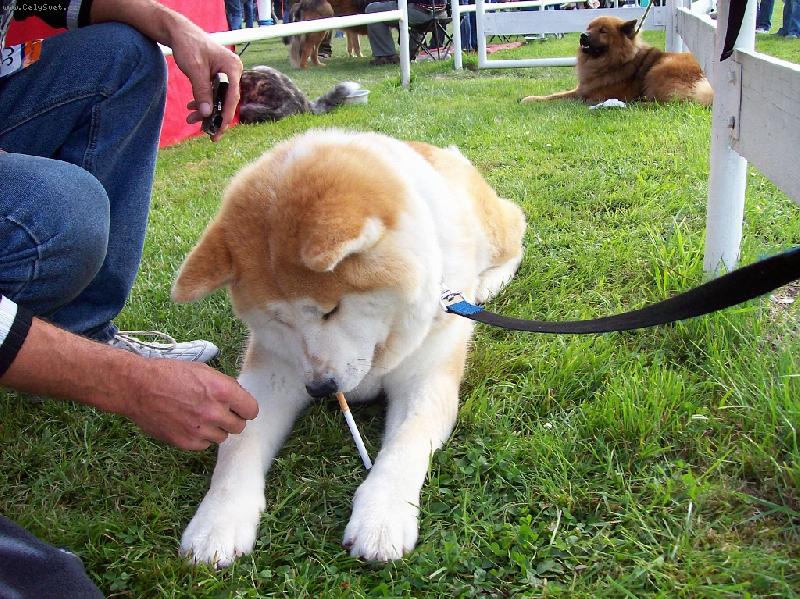 Foto: Tak zap�l� mi to?-Akita inu s cigaretou