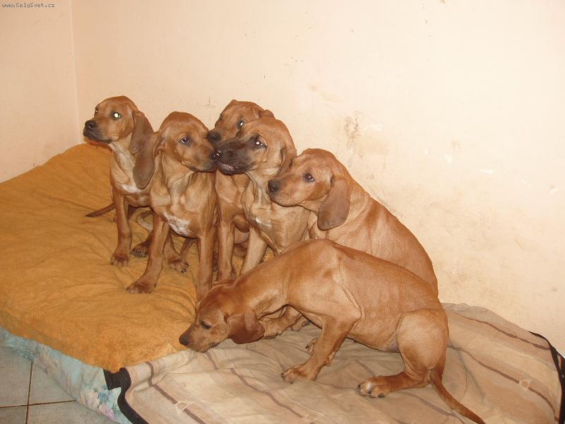 Foto: na�i mazl��ci-na koho to slovo padne....,tak ale j� u� p�d�m