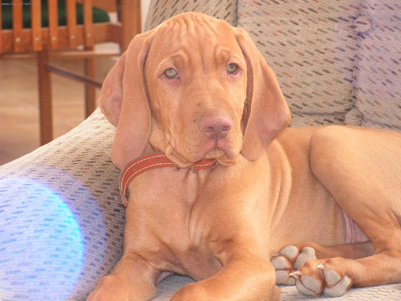 Foto: moje zv���tko Ben