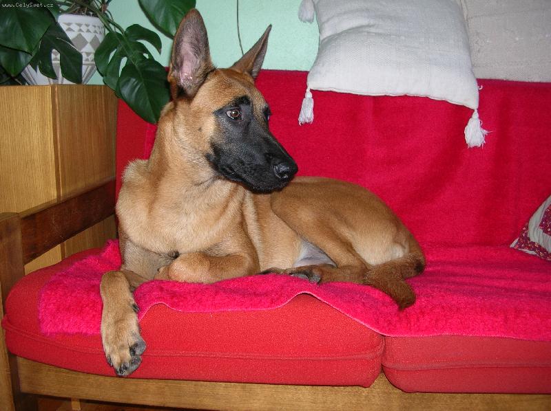 Foto: toto je malina!!!!-roze�ranost...